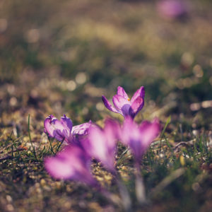 Crocuses in flower meadow, crocus Crocuses in flower meadow, crocus